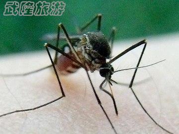 野外活动如何防蚊虫叮咬