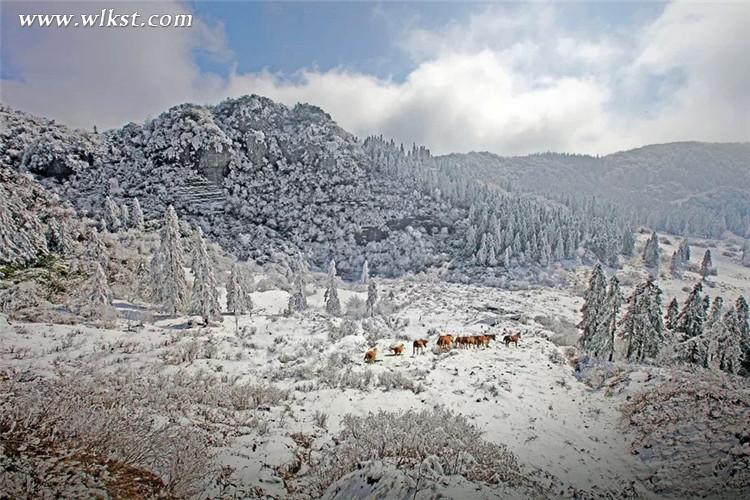 在雪中,马儿体验着自由的存在和生命对抗中的质感 仙女山