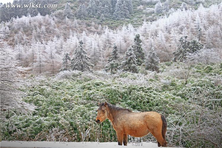 武隆仙女山:雪地奔马 壮哉!美哉!