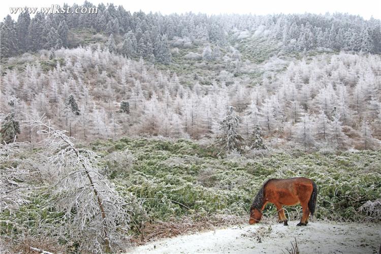 武隆仙女山:雪地奔马 壮哉!美哉!
