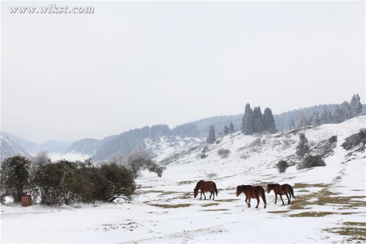 武隆仙女山:雪地奔马 壮哉!美哉!