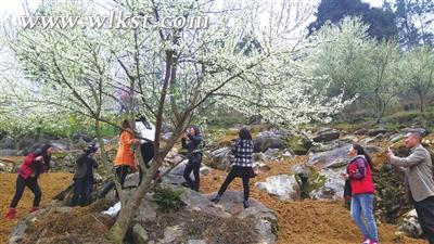 白云李子花地。 张凯伦/摄   武隆澳网官方网站