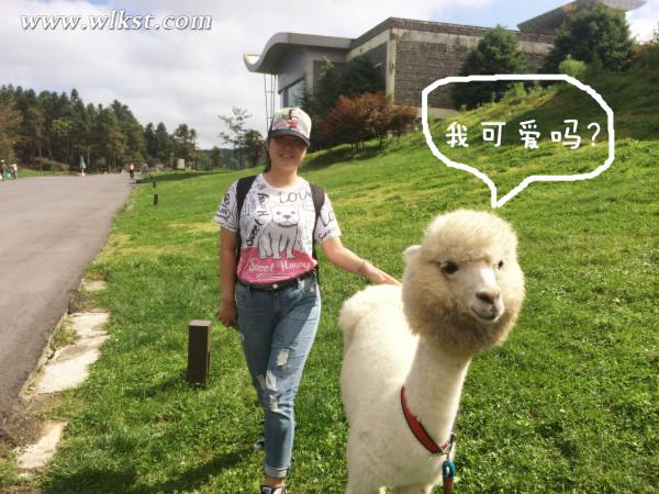 如果我是向日葵-你们就是我的阳光（重庆武隆）