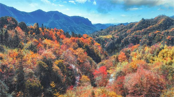 层林尽染的仙女山森林
